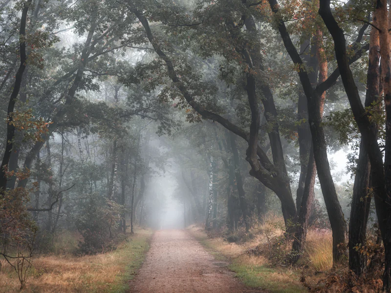 Nebliger Waldweg zwischen alten Laubbäumen