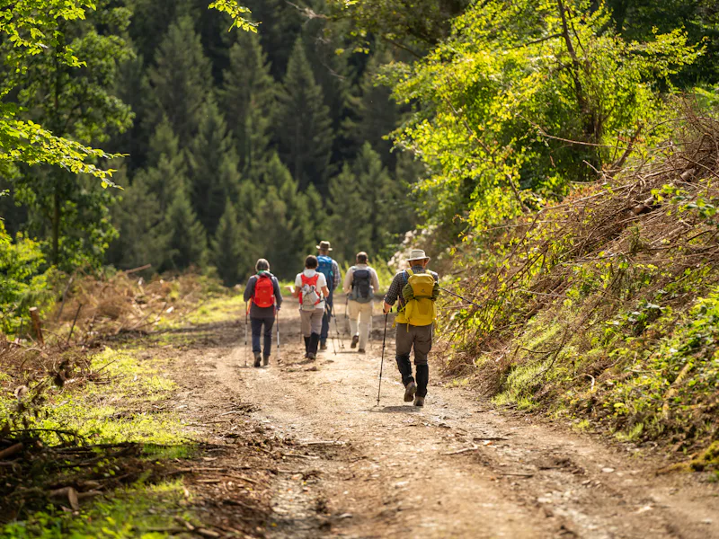 Wandergruppe mit Rucksäcken auf einem sonnigen Waldweg